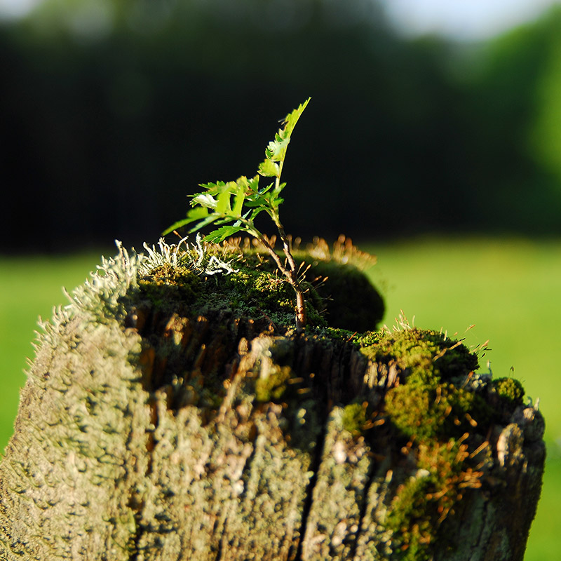 Nachhaltiges Wirtschaften in Ehreshoven