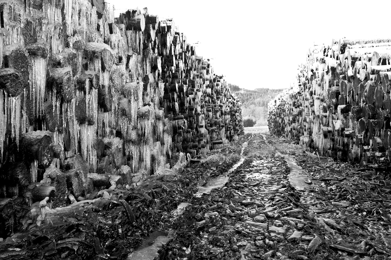 Vereiste Holzstämme im Forst Engelskirchen