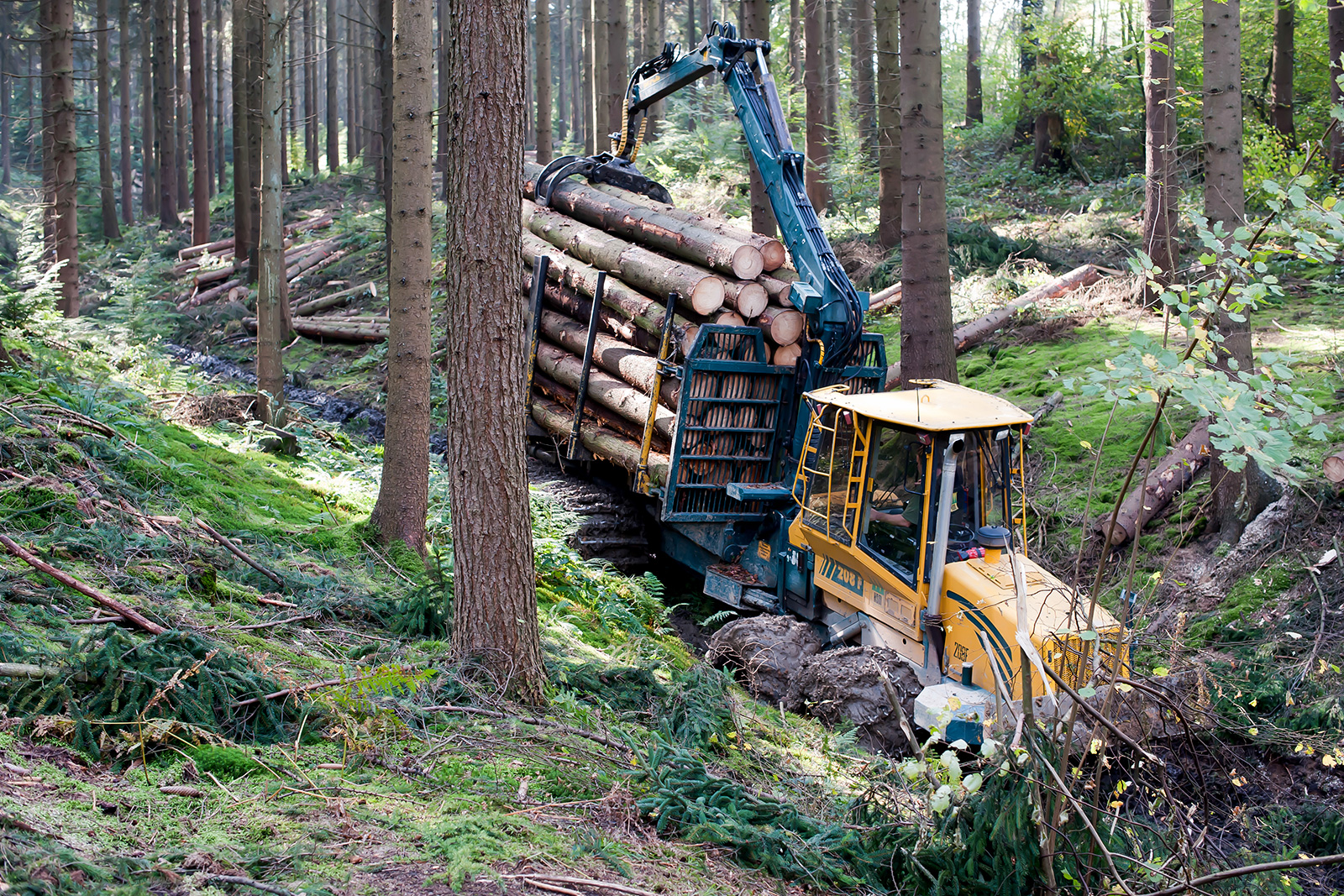 Forstarbeiten im Wald