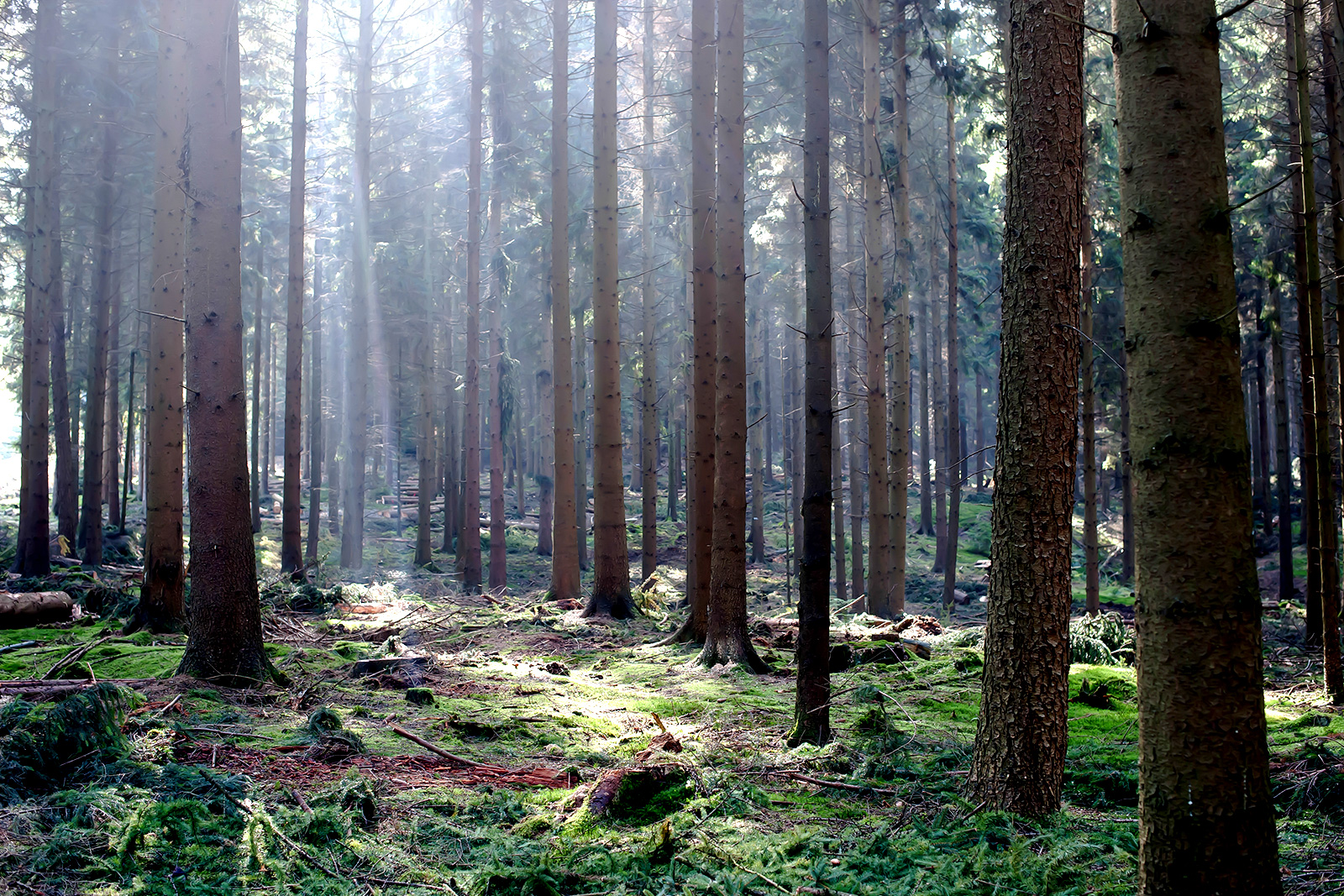 Wald, Bäume und Moos