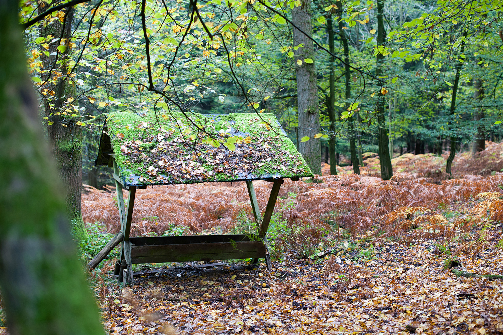 Futterkrippe im Forst in Engelskirchen