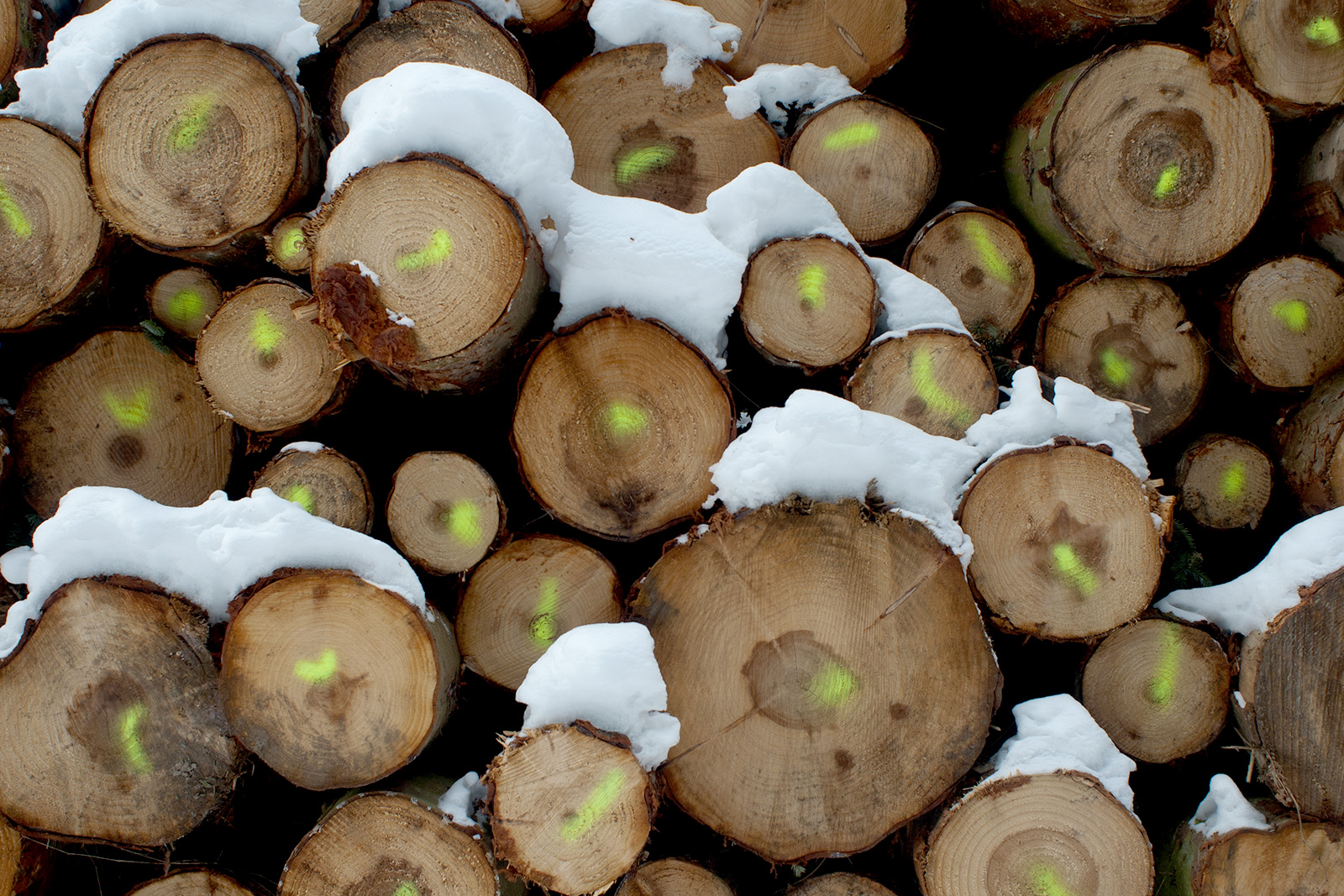 Holzstapel aus dem Forst Engelskirchen